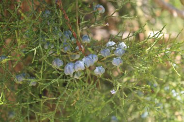 Thuja articulata, Sandarac tree, Barbary thuja, Thuya sandaraque, Ttraclina Articul, Tuya articulada, Ciprs de Cartagena - Tetraclinis articulata - Cupressaceae