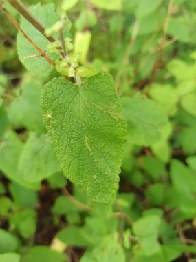 Ahşap bilge, orman germanderi, Germandre scorodoine, Sauge des bois, Sauge sauvage, Baume sauvage, Faux scordium - Teucrium scorodonia - Lamiaceae, Lamiaces