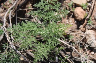 Fetid Thapsia, Kokuşmuş Thapsia, Thapsie ftide, Tapsia hedionda, Tapsia ftida, Frule puante - Thapsia foetida - Apiaceae