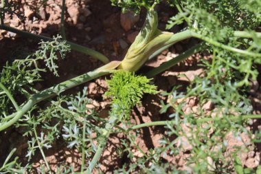 Fetid Thapsia, Kokuşmuş Thapsia, Thapsie ftide, Tapsia hedionda, Tapsia ftida, Frule puante - Thapsia foetida - Apiaceae
