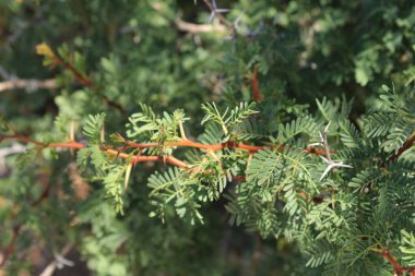 Morroco sakızı, Beyaz Gum Acacia, Acacia gomme blanche, Gommier du Maroc - Vachellia gummifera - Fabaceae, Fabacaces