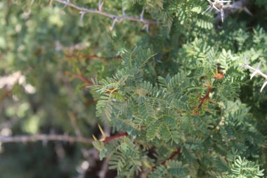 Morroco sakızı, Beyaz Gum Acacia, Acacia gomme blanche, Gommier du Maroc - Vachellia gummifera - Fabaceae, Fabacaces