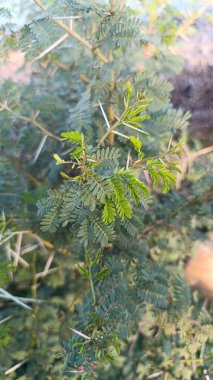 Karroothorn, Sweet Thorn, Mimosa kokusu - Vachellia Karroo - Fabaceae, Fabaces