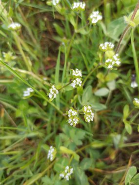 Kuzular marul, Feldsalat, Gewone veldsla, Vuonankaali, Mache doucette, Rapunzel, Insalata Valeriana, Canonigos, Lechuga de campo, Valerianella locusta, Caprifoliaceae