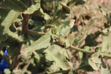 Scallop geriye mullein, Wavyleaf mullein, Molne feuilles sinues - Verbascum sinuatum - Scrofulariaces, Scrofulariaceae