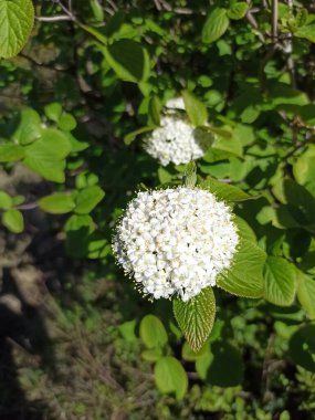 Wayfaring ağacı, Viorne lantane, Viorne mancienne, Cochne, Viorne esnek - Viburnum lantana - Adoxaceae, Adoxaces