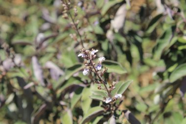 Basit kömür kökü, Hint üç yaprağı viteksi, Hint yabani biberi, Gattilier feuilles simples, Lilas d 'Arabie, Vitex trois feuilles - Vitex trifolia - Lamiaceae, Lamiaces