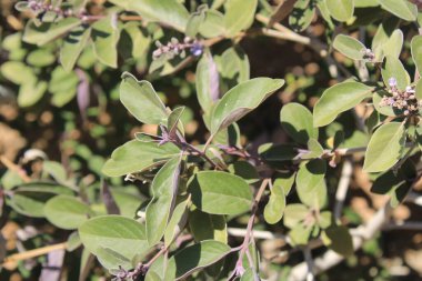 Basit kömür kökü, Hint üç yaprağı viteksi, Hint yabani biberi, Gattilier feuilles simples, Lilas d 'Arabie, Vitex trois feuilles - Vitex trifolia - Lamiaceae, Lamiaces