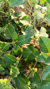 Ashwagandha, Hint ginsengi, Ginseng indien - Withania somnifera - Solanaceae, Solanaces