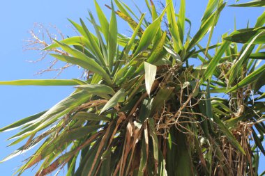 Bluestem yucca, Yucca gant, Yucca pied d 'lphant - Yucca gigantea - kuşkonmaz, kuşkonmaz