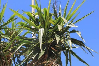 Bluestem yucca, Yucca gant, Yucca pied d 'lphant - Yucca gigantea - kuşkonmaz, kuşkonmaz