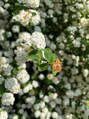 Spiraea nipponica - Spire du Japon Spiraea