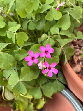 Pembe ağaçkuşu, oseille gülü, oseille gülü, grandes fleurs Oxalis Debilis - Oxalidaceae