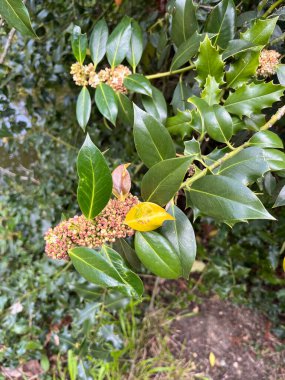 İngiliz çobanı Holly Tree, Houx com, Houx a feuilles epineuses, Stechpalme, Agrifoglio, Azevinho, Acebo - Ilex aquifoliaceae - Aquifoliaceae