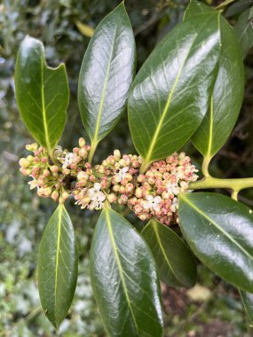 İngiliz çobanı Holly Tree, Houx com, Houx a feuilles epineuses, Stechpalme, Agrifoglio, Azevinho, Acebo - Ilex aquifoliaceae - Aquifoliaceae