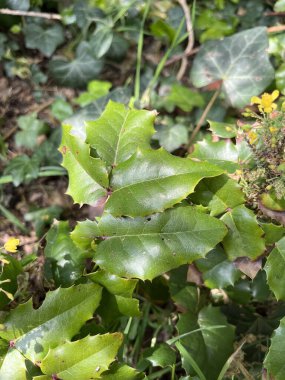 Oregon üzümü, Holly barberry, Mahonia faux houx, Mahonia feuilles de houx - Berberis aquifolium, Mahonia Aquifolium - Berbridaceae, Berberidaces