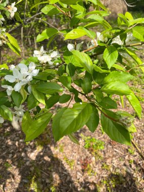 Çin yengeci, Pommier de Chine, Crabe chinois, Pomme asiatique, HaiTang, Pommier fleurs chinoise - Malus spectabilis - Rosaceae, Rosaces