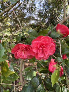 Kamelya sasanqua - Camlia d 'automne - Camlia fleur de th - camlia de nol