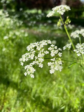 Chaerophyllum aureum - cerfeuil d'or - cerfeuil dor - Golden Chervil