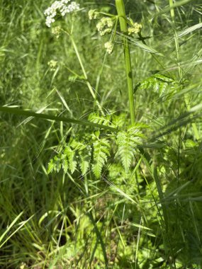 Chaerophyllum aureum - cerfeuil d'or - cerfeuil dor - Golden Chervil