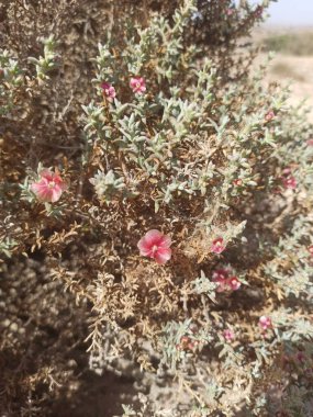 İspanyol Gorse, Pembe Saltwort, Soude feuilles buna karşı çıkıyor - Soda kontritifolia, Salsola opposite itifolia - amaranthaceae, amaranthaceae