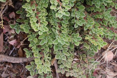 Purslane Aizoaceae, Aizoaces, Aizoon des Canaries, Pata perro, Aizoaceae 'den ayrıldı.