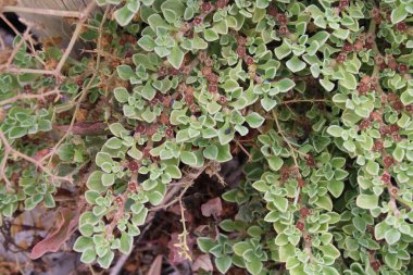 Purslane Aizoaceae, Aizoaces, Aizoon des Canaries, Pata perro, Aizoaceae 'den ayrıldı.