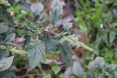 Dikenli pigweed, Thorny amaranth, Amarante pineuse, pinard malabre, Bledo espinoso, Amaranthus spinoso - Amaranthaceae, Amaranthaces