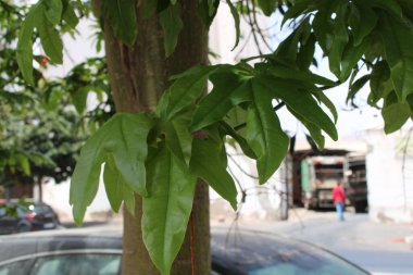 Illawarra Alev Ağacı, Avustralya alev ağacı, Sterculier a feuilles d 'rrable, Flamme australienne, Australischer Flammenbaum, Pentafoglio aceraio, rvore de Fogo, Brachychiton acerifolius, Malvaceae