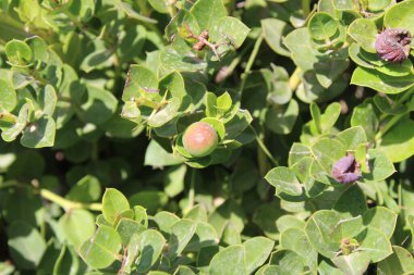 Natal Erik, Amathungulu, Prunier du Natal, Carisse a grands fruits, Natal Pflaume, Ameixa de natal, Laranjinha, Cereza de Natal, Amatngula, Gelsomino africano - Carissa makrocarpa - Apocynaceae