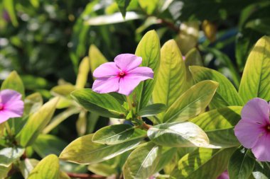 Pelerin menekşesi, Madagaskar menekşesi, gül menekşesi, Catharanthe gülü, Pervenche de Madagaskar - Catharanthus gülü - Apocynaces, Apocynaceae 