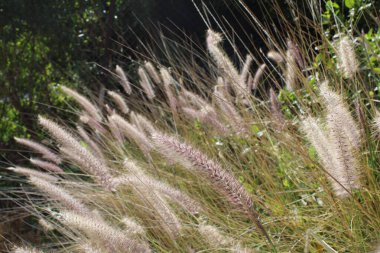 Çeşme otları, kırmızı çeşme otları, Afrika çeşme çimenleri, Cenchrus stadı, Pennistum stadı, Herbe fontaine - Cenchrus setaceus - Poaceae, Poaces