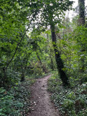 Su kenarında ağaçlar olan yoğun yeşil orman.