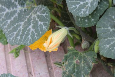 Balkabağı, Batı Hint kabağı, Courge musque, Moschuskrbis, Zucca moscata, Abbora rasteira, Calabaza moscada - Cucurbita moschata - Cucurbitaceae