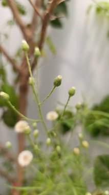 Arjantin pire, Vergerette de Buenos Aires, rigron crpu, Krauses Berufkraut, Saeppola di Buenos Aires, Avoadinha peluda, Rama negra - Erigeron bonariensis - Asteraceae