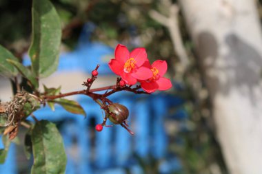 Peregrina, Kelebek Ağacı, Baharatlı Jatropha, Epika, Pignon d 'Inde, Korallenstrauch, Amore de Madre, Flor peregrina, Flor de Santiago - Jatropha integerrima - Euphorbiaceae