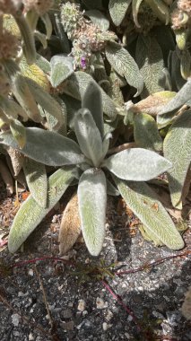 Yünlü Betony, Lamb 'in kulakları, Ezelsoor, Piaire de Byzance, Byzantinischer Ziest, Stregona candida, Orelha de coelho, Oreja de conejo - Stachys byzantina - Lamiaceae