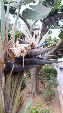 Beyaz Cennet Kuşu, Dev Cennet Kuşu, Nicolai Paradijsvogelbloem, Valkolibrikukka, Strlitzia arborescent, Natalstrelitzie, Strelitzia nicolai, Strelitziaceae 