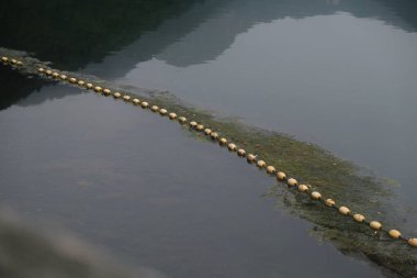 Sahil boyunca kısmen alglerle kaplı yüzen sarı şamandıralı huzurlu bir su manzarası. Sakin su, çevresindeki yeşilliği ve uzak dağları yansıtır. Huzurlu bir atmosfer yaratır..