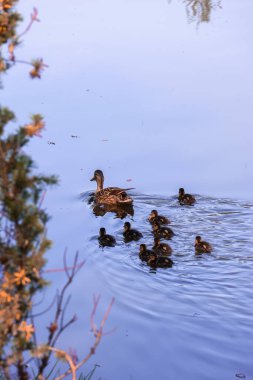 Duck Family on Water - Anne ördek yavrularına gün batımında sakin sularda yol gösterir. Doğada huzurlu bir aile anı, sıcaklıkla, birlikle ve nazik yansımalarla dolu..