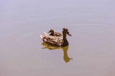 Duck on Water - Yalnız bir kahverengi ördek sakin ve yansıtıcı bir su kütlesi üzerinde süzülerek hafif dalgalanmalar yaratır. Huzurlu, minimalist bir kompozisyon. Sessizlik ve yalnızlığı çağrıştırıyor..