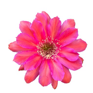Güzel çiçekli kaktüs (Lobivia arachacantha) ne üzerinde izole
