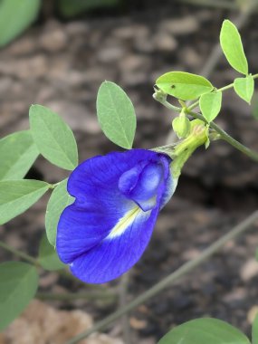 Canlı bir mavi kelebek bezelye çiçeği (Klitoria ternatea) 