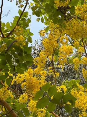Cassia fistülü çiçekleri, genellikle altın duş, temizleme muskası, Hint laburnumu ya da puding piposu ağacı olarak bilinir, baklagiller familyasından Caesalpiniaceae familyasından bir çiçektir..
