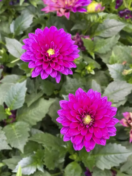 Göz kamaştırıcı bir mor yıldız çiçeği. Karmaşık yapraklar ve canlı renkler sergiliyor. Bulanık bir bahçe arka planına karşı.