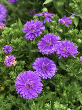 Canlı mor kasımpatı çiçekleri tam çiçeklerle narin taç yaprakları ve bahçedeki yemyeşil yaprakları sergiliyor..