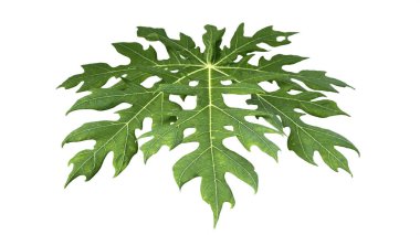 Tek bir yeşil papaya yaprağı şeffaf arka planda izole edilmiş düzlük bir alanda..