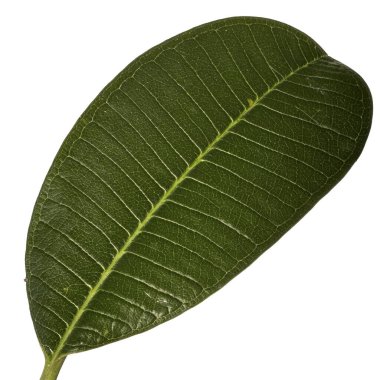 Kırpma yolu ile beyaz üzerinde izole Frangipani yaprağı