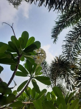 Bahçedeki bir ağacın yeşil yaprakları