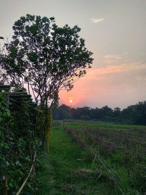 Tarlada gün batımı